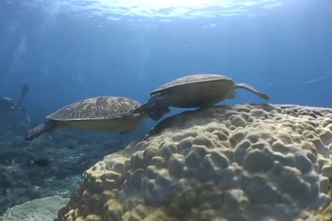 Sea Turtle roaming the coral triangle Stock Footage 1214795