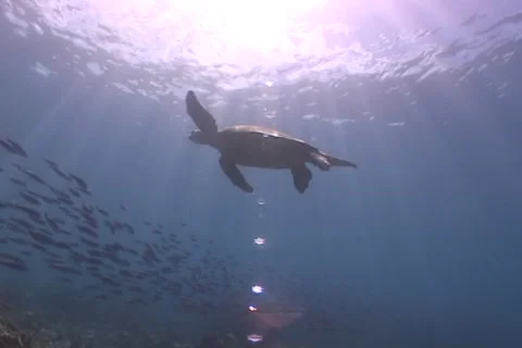 Sea Turtle roaming the coral triangle Stock Footage 1214822