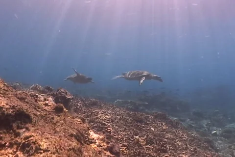 Sea Turtle roaming the coral triangle Stock Footage 1214845