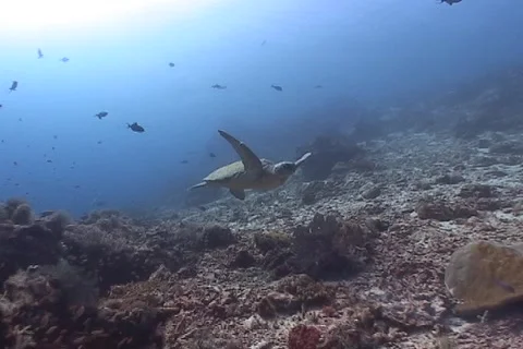 Sea Turtle roaming the coral triangle Stock Footage 1214903