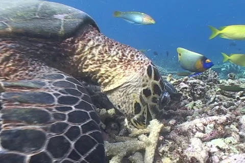 Sea Turtle roaming the coral triangle Stock Footage 1214938