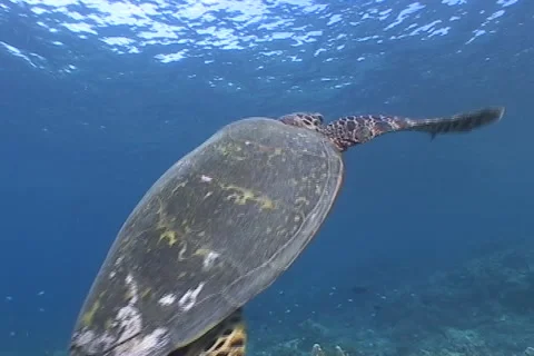 Sea Turtle roaming the coral triangle Stock Footage 2011774