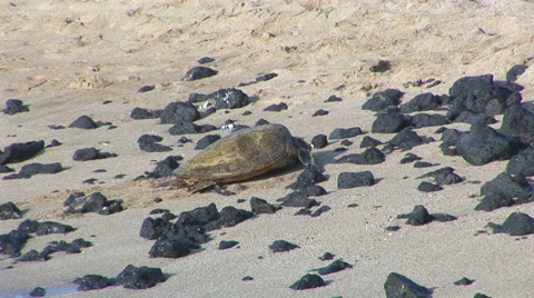 Sea Turtle on Rocky Beach Stock Footage 32185815