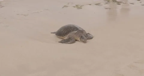 Sea Turtle in the Sand Stock Footage 193916604