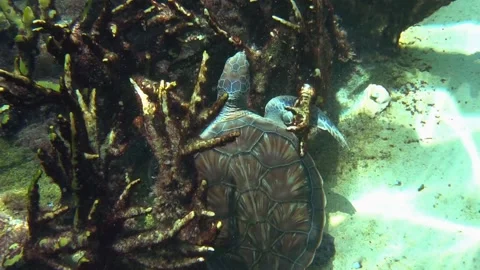 Sea Turtle Scratching Itching Rubbing Cleaning Parasites Off Shell Using Coral Video stock 296252003