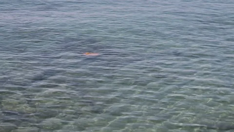Sea turtle in the sea Stock Footage 296480781