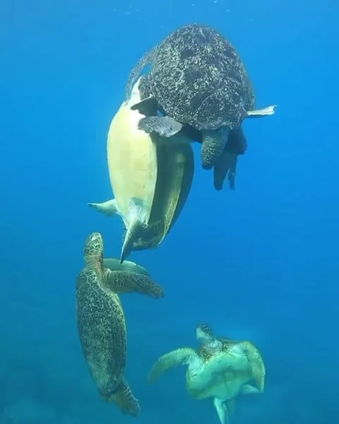 Sea turtle in the sea 库存影片 321751578
