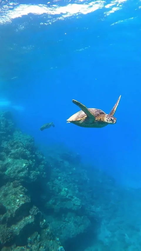 Sea turtle in the sea Stock Footage 330898479