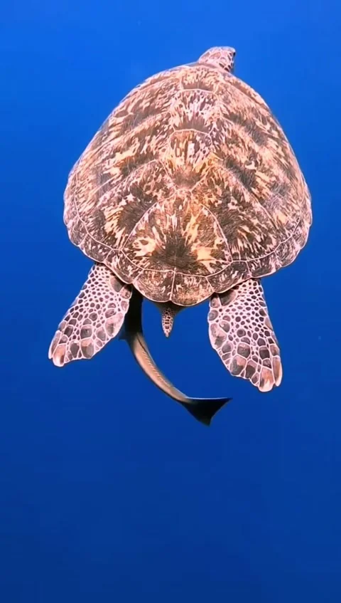 Sea turtle in the sea 스톡 동영상 330898513