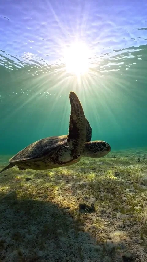 Sea turtle in the sea 库存影片 330898543