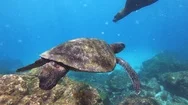 Sea Turtle Sea Lion Water Ocean Underwater Cinematic Gopro Beautiful Wildlife Stock Footage