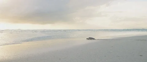 Sea turtle on the seashore at dusk Stock-Footage 102194259