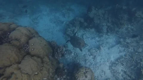 A sea turtle seen during snorkeling in the Maldives 動画素材 346755988