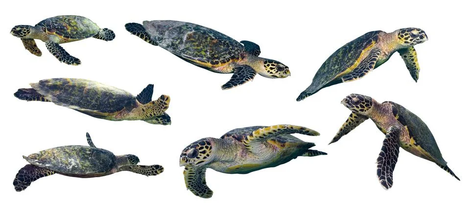 Sea turtle set Stock Photos