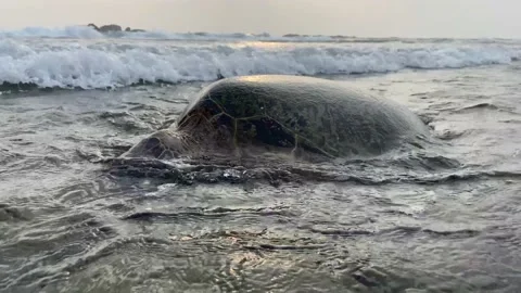 Sea ​​turtle in shallow water during sunset Video stock 178487537