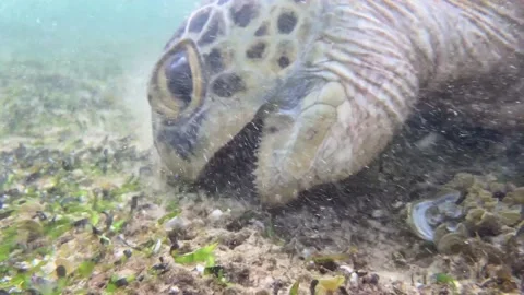 Sea ​​turtle in shallow water eating Video stock 178487538