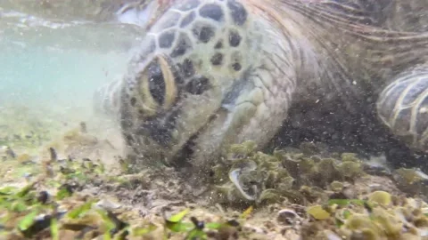 Sea ​​turtle in shallow water Video stock 178487525