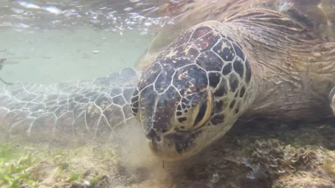Sea ​​turtle in the shallow water of the Indian ocean Video stock 178487534