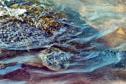 Sea turtle in the shallow waters Stock Photos