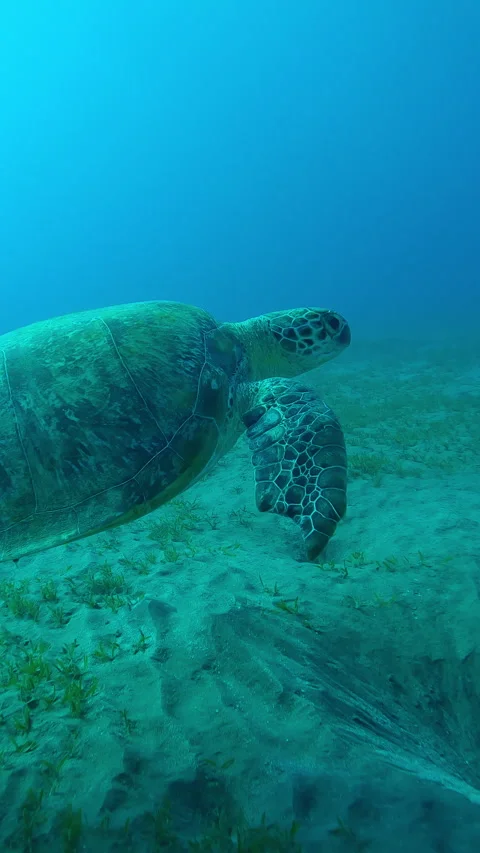 Sea Turtle with shark bite marks on fins swims in turquoise water Stock Footage 317092406