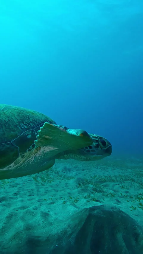 Sea Turtle with shark bite marks on fins swims in turquoise water, Slow motion, Stock Footage 321063816