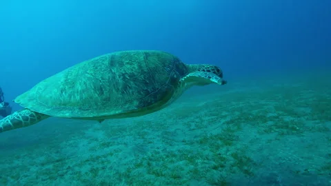 Sea Turtle with shark bite marks on fins swims in turquoise water, Slow motion Stock Footage 327322745