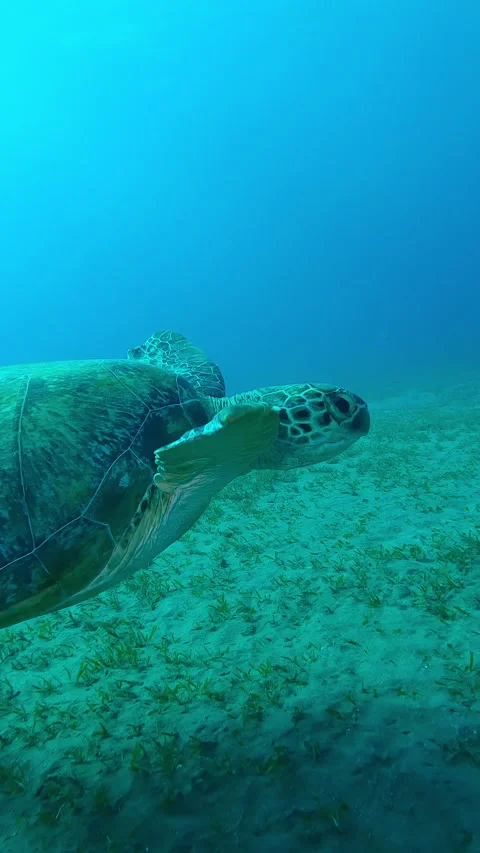 Sea Turtle with shark bite marks on fins swims in turquoise water Stock Footage 331803877