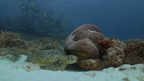Sea turtle at a shell-scratching spot on the reef. Stock Footage 295312769