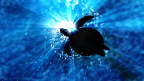 Sea Turtle Silhouette Below Surface Radiating Sunlight Stock Footage 92448830