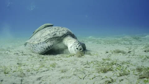 Sea turtle sits on the sandy bottom and eats green algae, Slow motion. Stock Footage 243986609