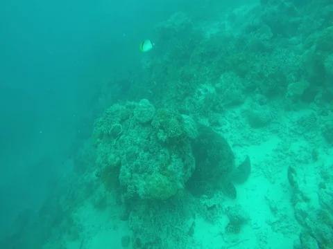 Sea Turtle Sleeping under a Rock, Maldives Vídeos de archivo 81001201