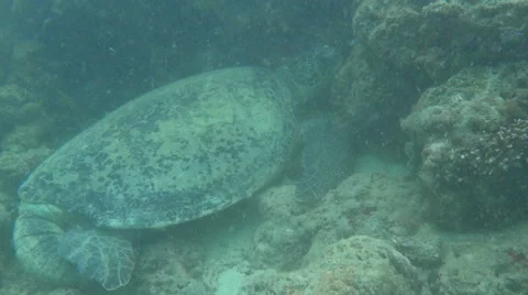 Sea turtle sleeps Stock Footage 61034042