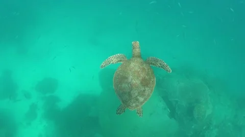 Sea Turtle in Slow Motion 스톡 동영상 159036483