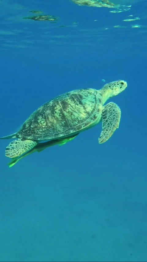 Sea turtle slowly flies to the surface of water and breathes Stock Footage 232767051