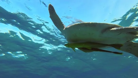 Sea turtle slowly flies to the surface of water and breathes Stock Footage 232767295