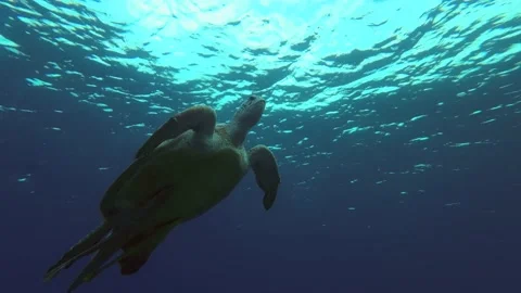 Sea turtle slowly flies to the surface of water and breathes Stock Footage 232775869