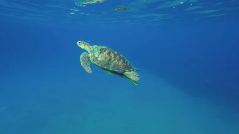 Sea turtle slowly flies to the surface of water and breathes Stock Footage 232776005