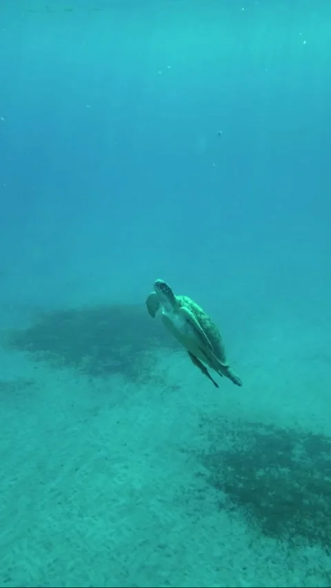Sea turtle slowly fly up in the blue water on sun rays Stock Footage 232766683