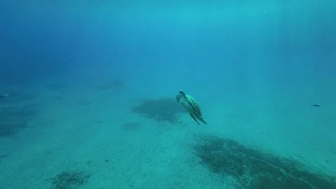 Sea turtle slowly fly up in the blue water on sun rays Video stock 232774399