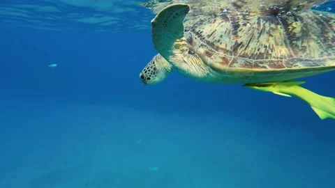Sea turtle slowly lies on the surface of the water and breathes. Stock Footage 232488810