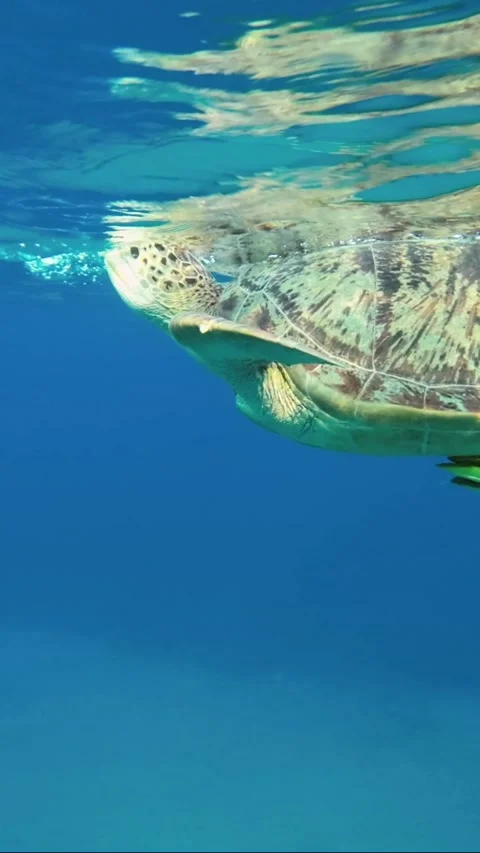 Sea turtle slowly lies on the surface of the water and breathes. Stock Footage 232767050
