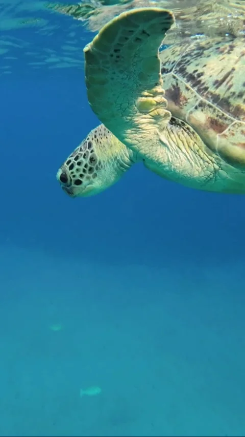 Sea turtle slowly lies on the surface of the water and breathes. Vídeos de archivo 232767064