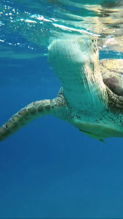 Sea turtle slowly lies on the surface of the water and breathes. Stock Footage 232767267