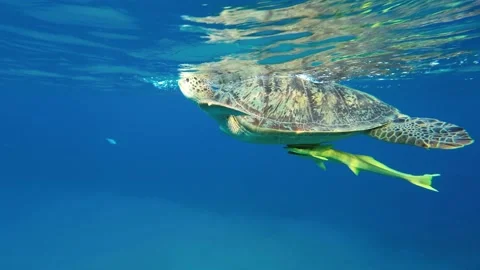 Sea turtle slowly lies on the surface of the water and breathes. Stock Footage 232776208