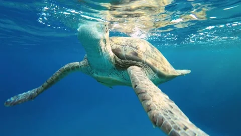 Sea turtle slowly lies on the surface of the water and breathes. Stock Footage 232776332