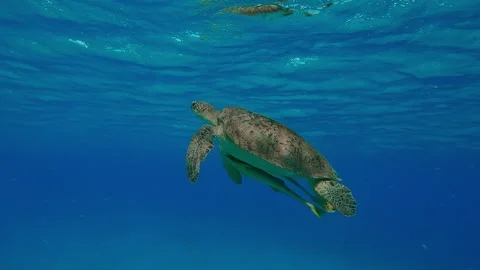 Sea Turtle slowly surfaces in turquoise water, Slow motion of Great Green Sea Stock Footage 304007231