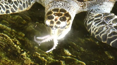 Sea turtle snaps an octopus, swallows it, then burps 스톡 동영상 59337647
