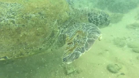 Sea ​​turtle in a strong flow Video stock 178580054
