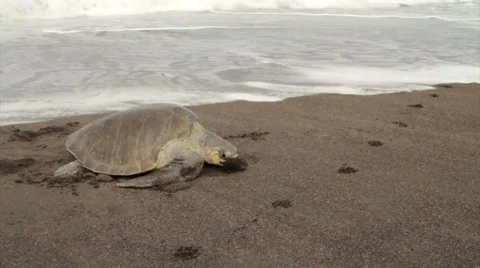 A sea turtle struggles up the beach to lay eggs in sand. Stock Footage 34452253
