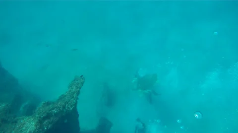 Sea turtle with Sucba Divers Stock Footage 26142881